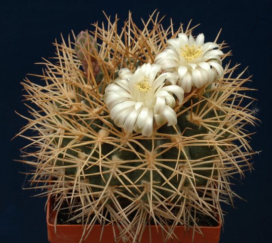 Gymnocalycium_hamatum